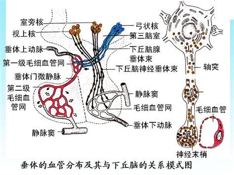 脈象 弦細